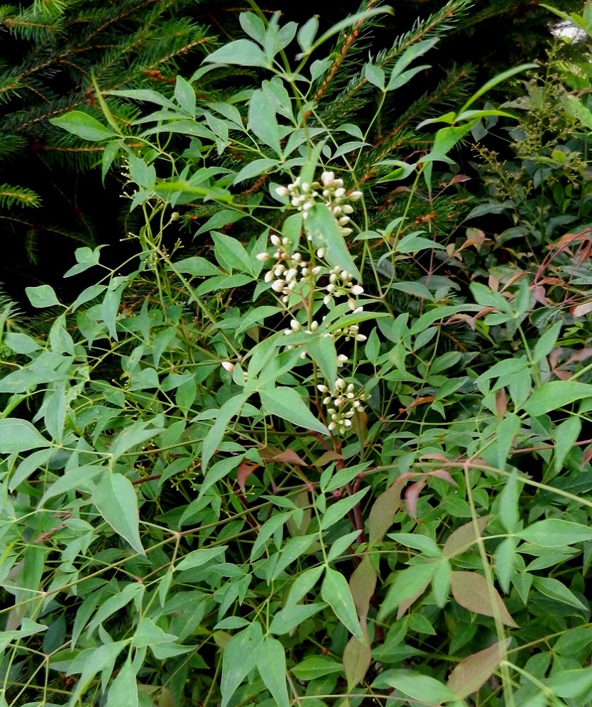 Изображение особи Nandina domestica.