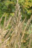 Calamagrostis epigeios