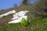 Veratrum lobelianum. Вегетирующие растения. Приэльбрусье, восточный склон горы Чегет. 21 мая 2008 г.