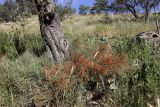 Ephedra equisetina