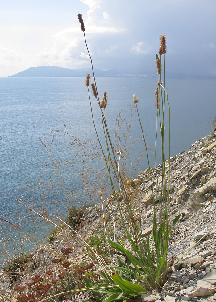 Image of Plantago lanceolata specimen.