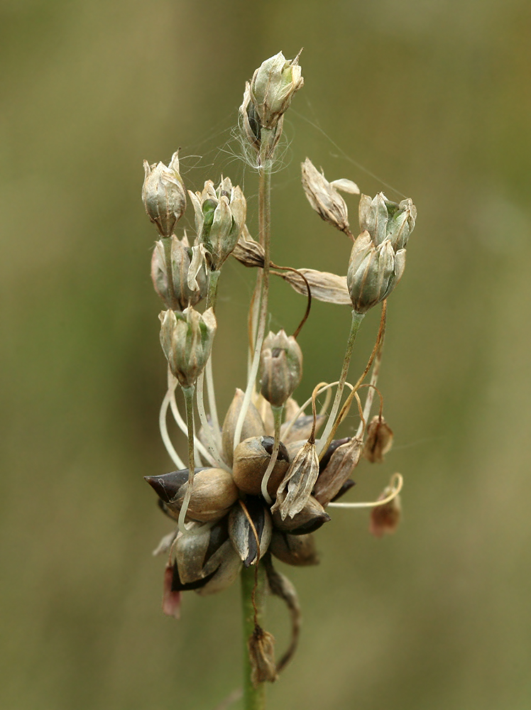 Изображение особи Allium oleraceum.