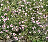 Dianthus deltoides