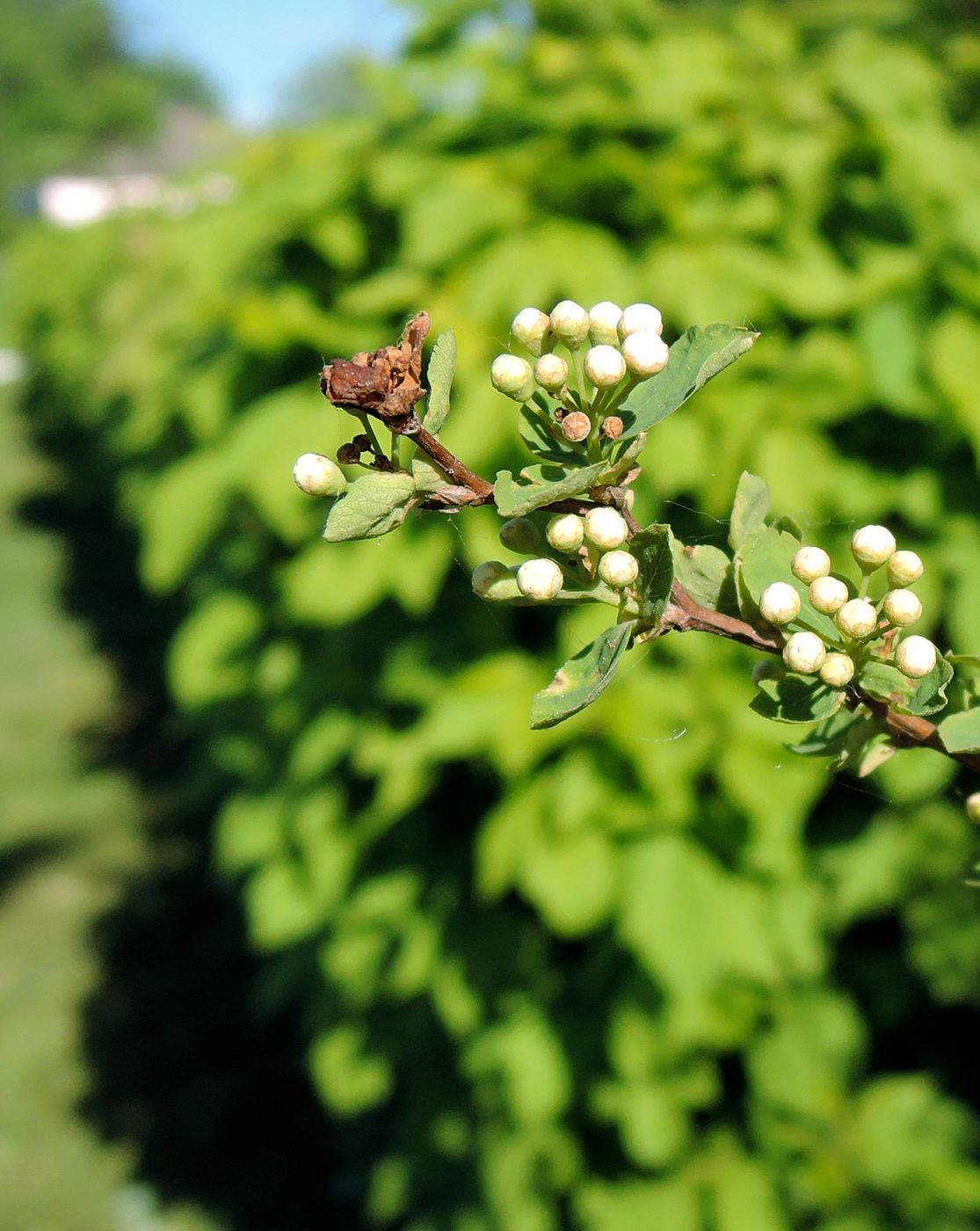 Изображение особи Spiraea chamaedryfolia.