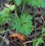 Ranunculus sardous