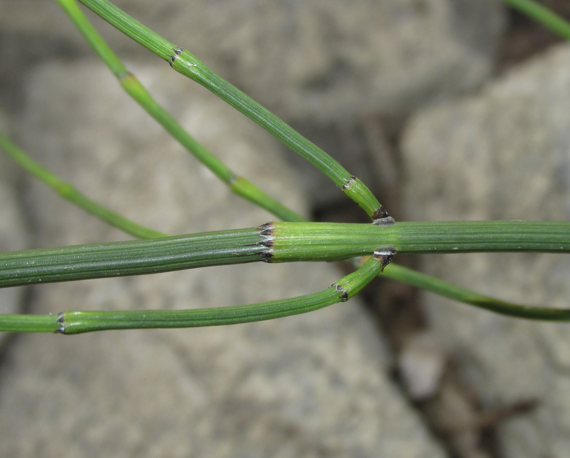 Изображение особи Equisetum ramosissimum.