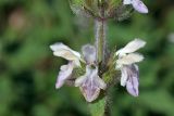 Stachys hissarica