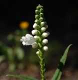 Physostegia virginiana