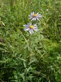 Aster maackii. Верхушка цветущего растения. Приморье, окр. г. Находка, сырой луг. 28.08.2016.