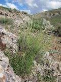 Stipa karataviensis. Цветущее растение на сухом скалистом склоне. Казахстан, Южно-Казахстанская обл., окр. г. Кентау, дол. р. Икансу. 28.04.2013.