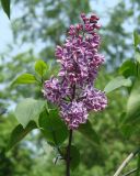 Syringa vulgaris. Верхушка побега с соцветием ('Sensation'). Иркутск, в озеленении улицы. 10.06.2016.