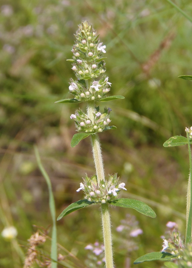 Image of Thymus marschallianus specimen.