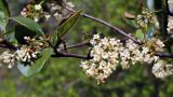 Viburnum suspensum. Ветвь с соцветиями. Краснодарский край, г. Сочи, Дендрарий. 22.03.2017.