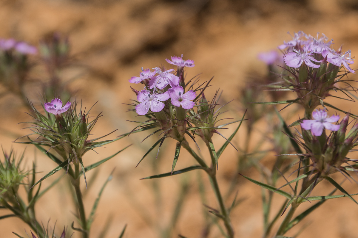 Изображение особи Dianthus pseudarmeria.