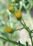 Senecio grandidentatus