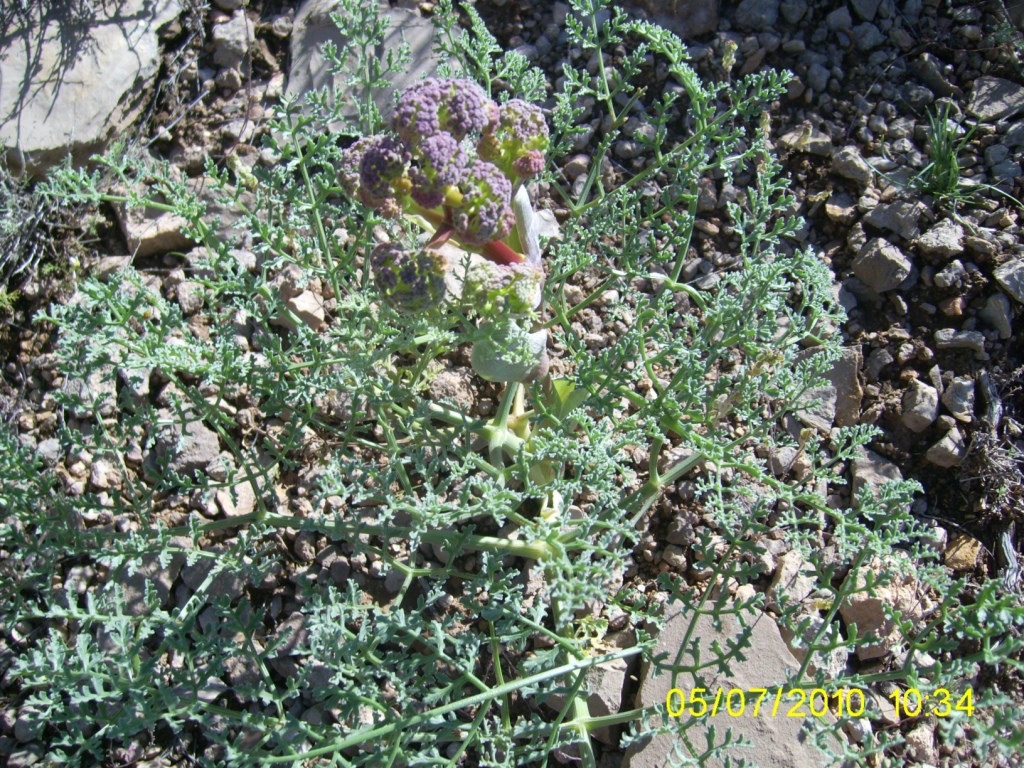 Изображение особи Ferula szowitsiana.