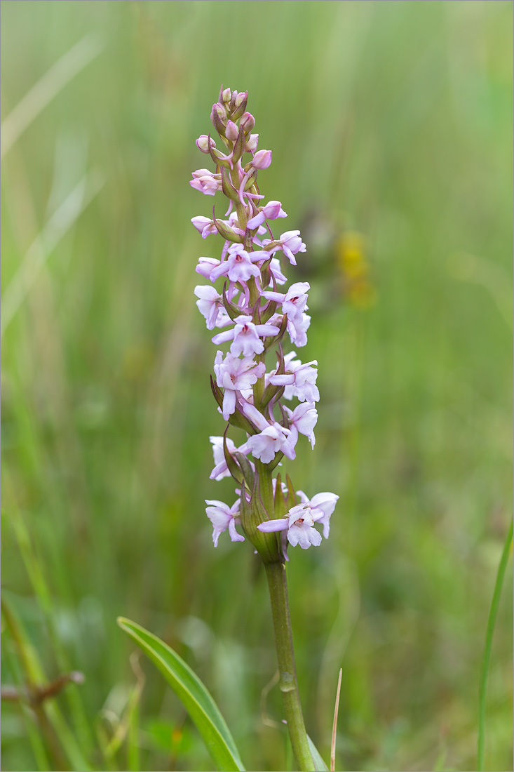 Изображение особи Gymnadenia conopsea.