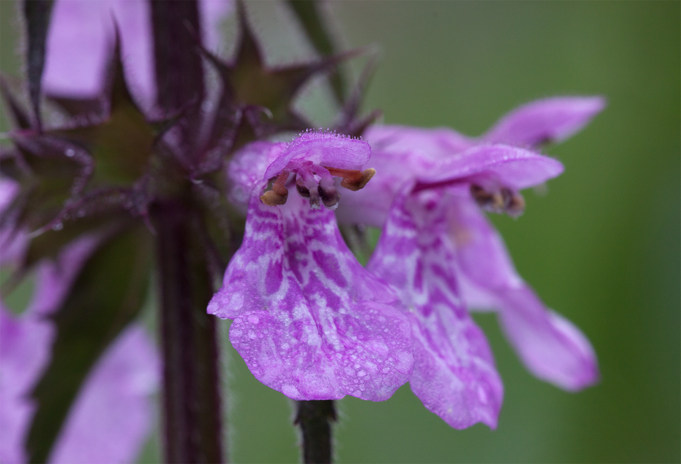 Изображение особи Stachys palustris.