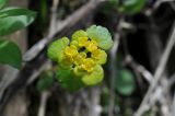 Chrysosplenium alternifolium. Верхушка цветущего растения. Республика Адыгея, левый берег р. Курджипс чуть выше Каскадного водопада на левом притоке и в 500 м выше по течению относительно Овечьей пещеры. 01.05.2018.