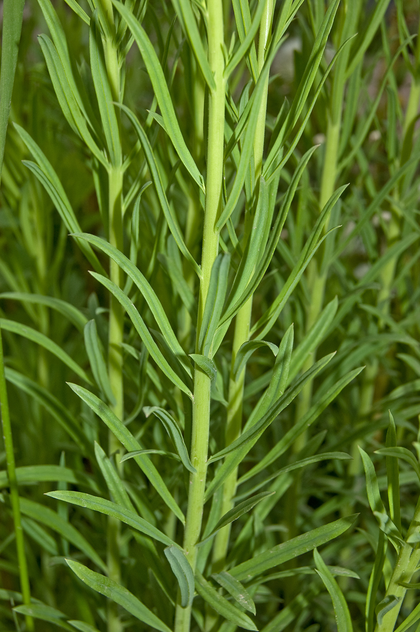 Изображение особи Linaria vulgaris.