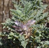 Astragalus thracicus