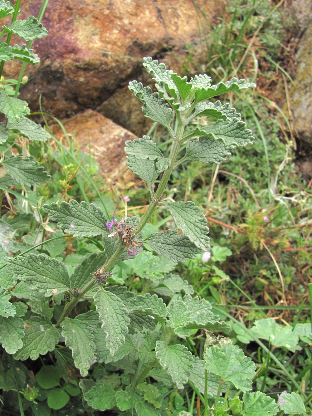 Изображение особи Marrubium leonuroides.