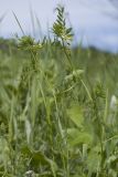 Vicia ciliatula. Верхушки цветущих побегов. Краснодарский край, Крымский р-н, окр. станицы Гладковская, разнотравный луг. 12.05.2018.