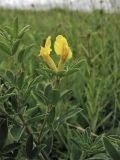 Chamaecytisus blockianus. Часть ветви с соцветием. Украина, Ивано-Франковская обл., Галичский р-н, окр. с. Бовшев, Касова гора, луговой склон. 24 июня 2010 г.