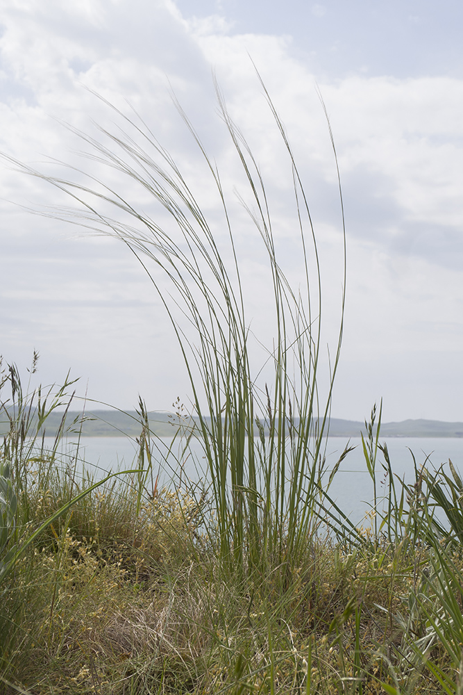 Изображение особи род Stipa.