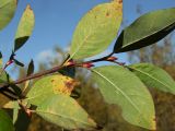 Salix abscondita