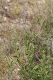 Perovskia scrophulariifolia