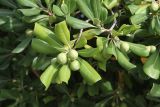 Pittosporum tobira