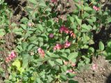 Symphoricarpos × doorenbosii. Побеги с плодами. Иркутск, городской сквер, в культуре. 03.10.2019.