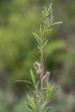 Salix vinogradovii