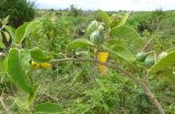 Solanum incanum