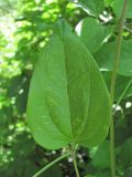 Clematis vitalba