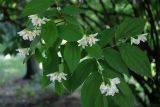 Philadelphus subcanus