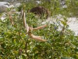 Vicia sosnowskyi