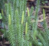 Lycopodium annotinum