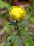 Trollius europaeus