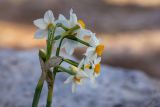 Narcissus tazetta. Верхушки побегов с цветками и бутоном. Израиль, лесопарк Шоам. 11.12.2022.