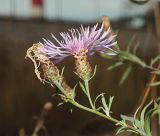 род Centaurea