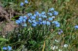 род Myosotis