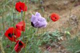 Papaver arenarium