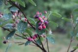 Amelanchier ovalis. Часть веточки с соплодиями. ХМАО - Югра, г. Сургут, ботанический сад. 24.07.2023.