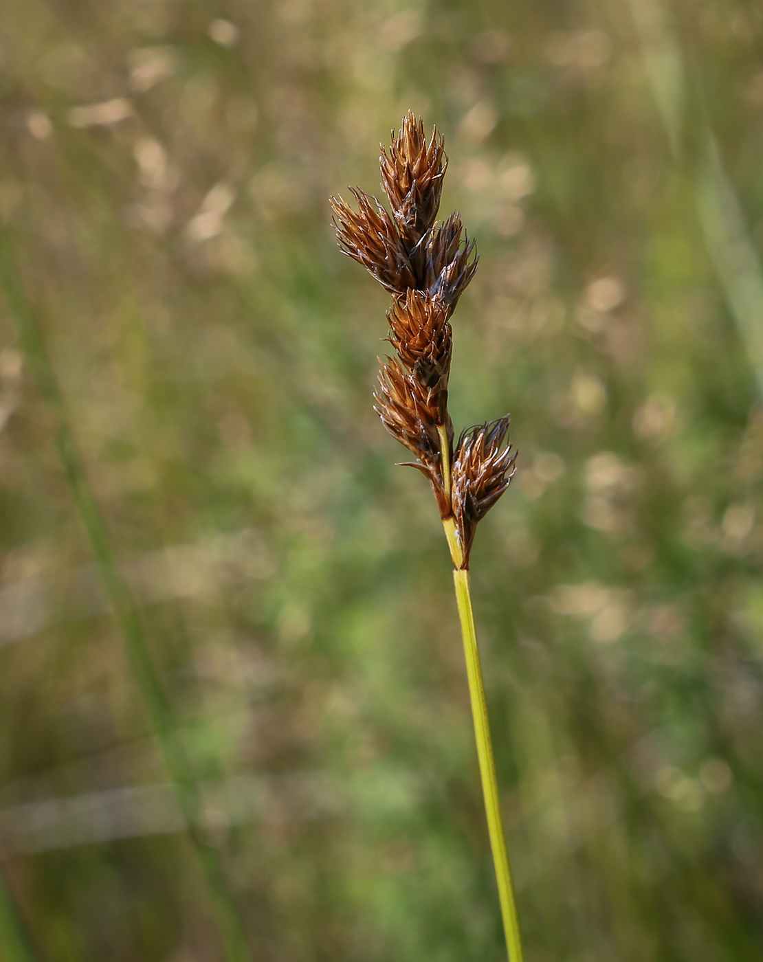 Изображение особи Carex leporina.