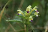 Galeopsis speciosa