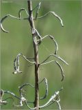 Chamaenerion angustifolium. Часть сухого перезимовавшего соцветия. Чувашия, окрестности г. Шумерля, Мордовская поляна. 9 мая 2011 г.