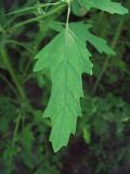 Chenopodium ficifolium