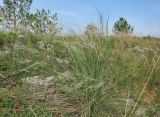 Stipa pulcherrima